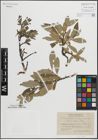 Foto von Salix glauca L. x Salix nigricans Sm.